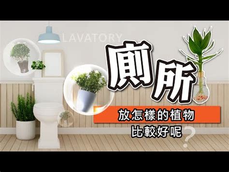 廁所放的植物|【廁所放什麼植物好】廁所放什麼植物好？6款黃金葛、蘆薈淨化。